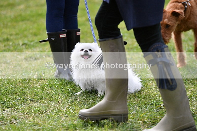 WJ5_9841 - Class 3 Most Handsome Dog