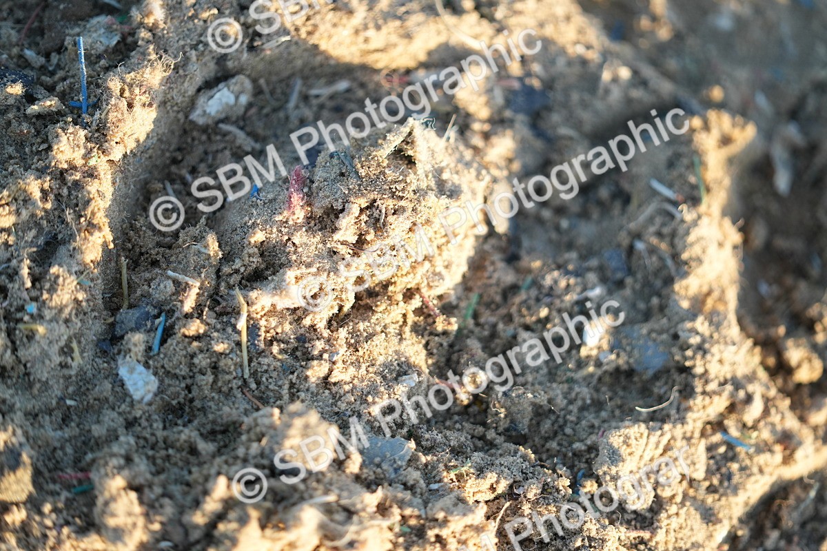 SBM_006326 - Class 6 - N2- E2-90cm