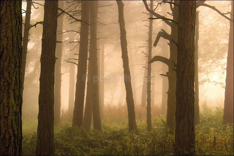 Misty Woodland