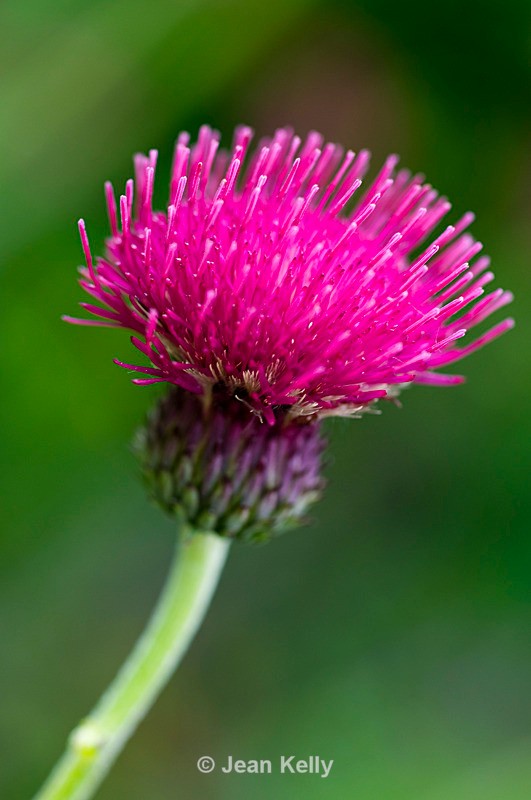 Thistle - DSC_5360 - Purple