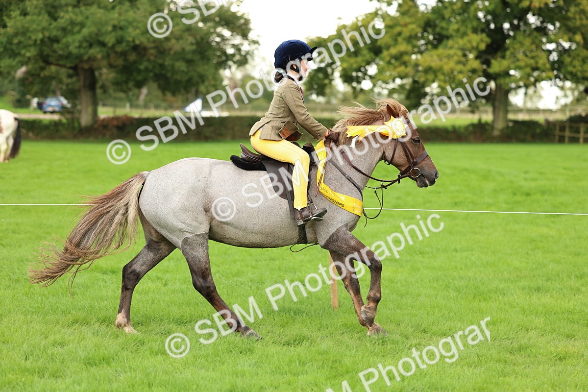 SBM_41912 - S32 - Mountain & Moorland Working Hunter Pony