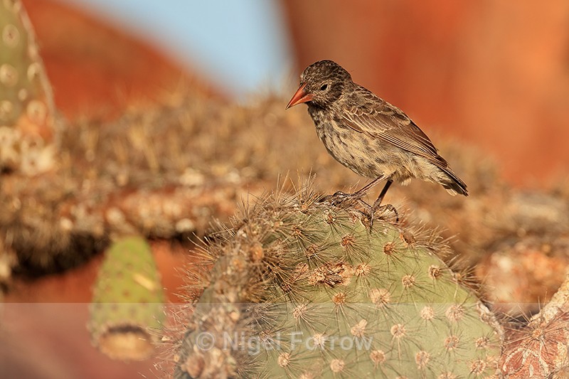 Common Cactus-Finch (female), Santa Fe Island, Galapagos - Common Cactus-Finch
