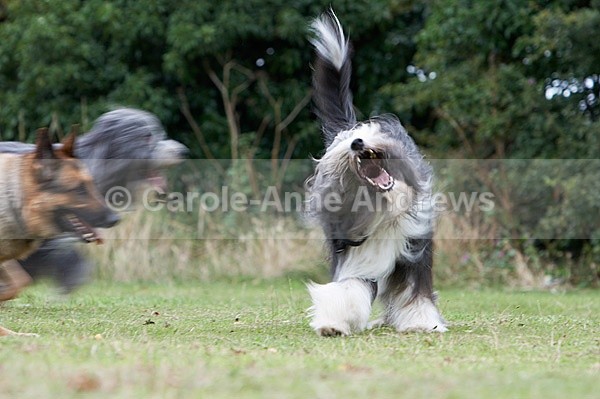  - Tendring Agility Group- St Osyth Summer Fete