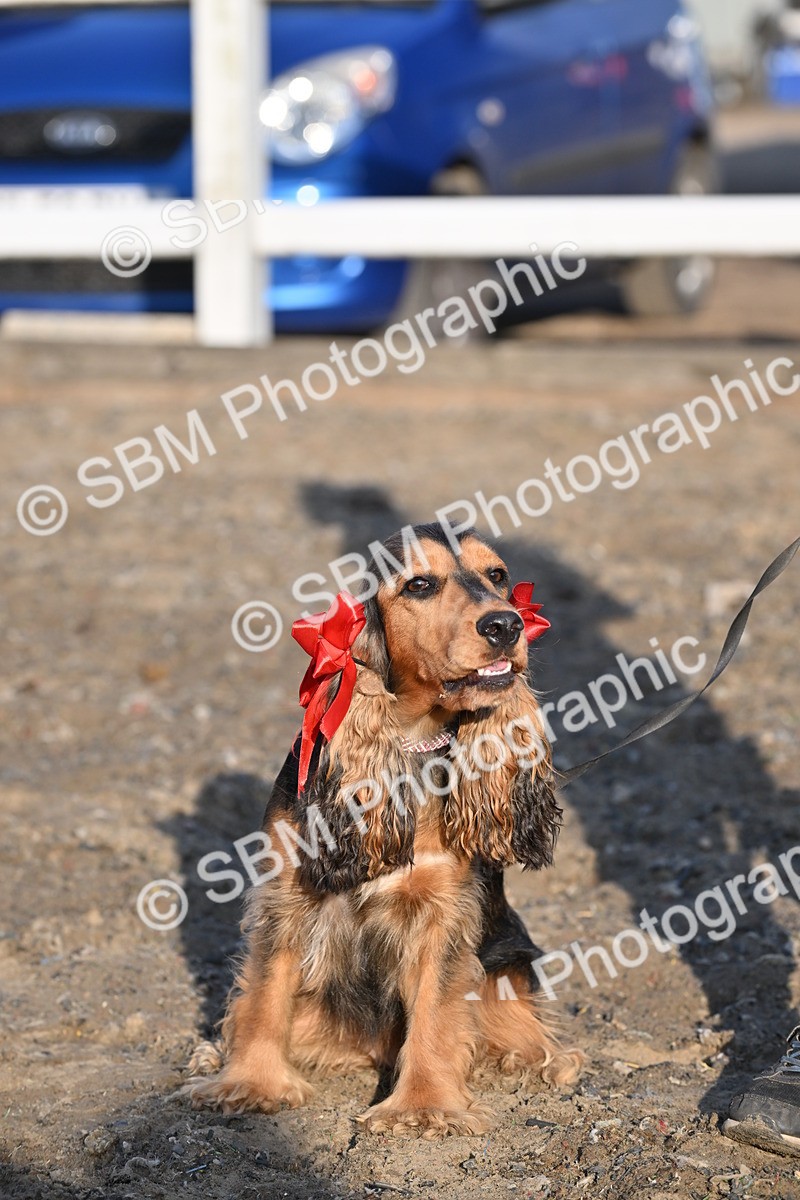 SBM_09447 - Lorry Dogs