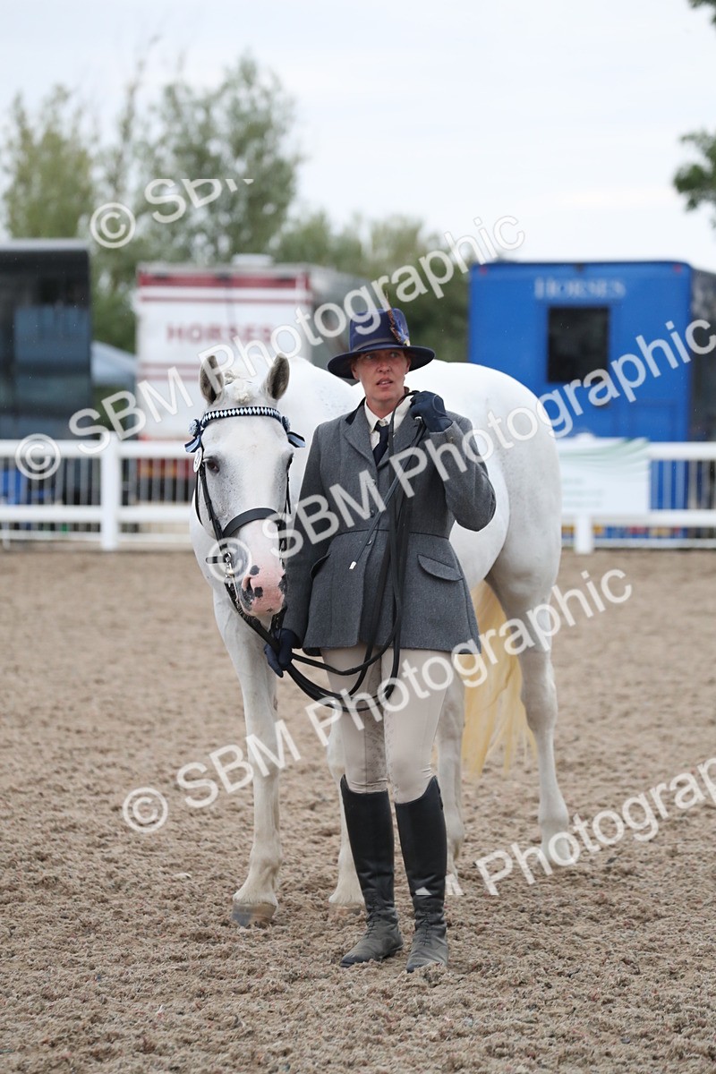 SBM_18386 - Class 318 IH Part bred Horse/Pony