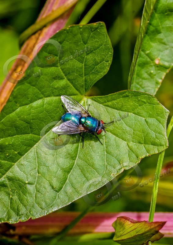 greenbottle-1 - Insects from around the world