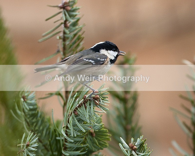 20090110-041 - Coat Tit