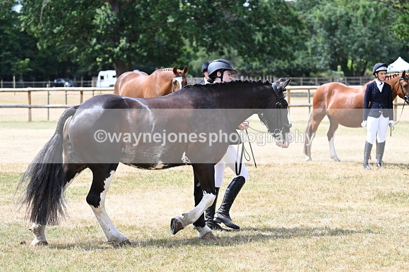 WJ7_1946 - Class 4a Prettiest Mare 14.2hh and over hand