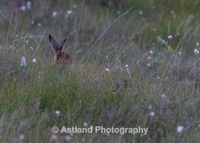 Brown Hare - Latest Images