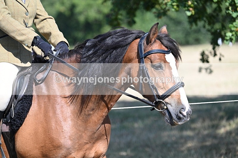 WJ7_3532 - Class 9 Mountain & Moorland Ridden