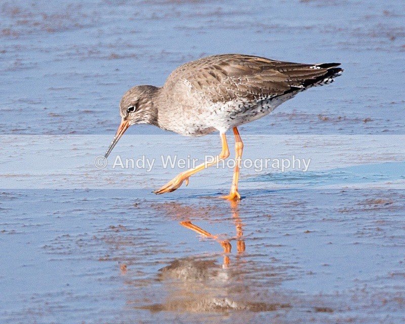 20110306-IMG_8237 - Redshank