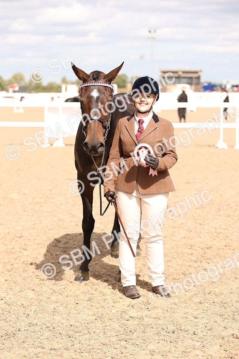 SBM_15409 - Class 210- IH Show Horse