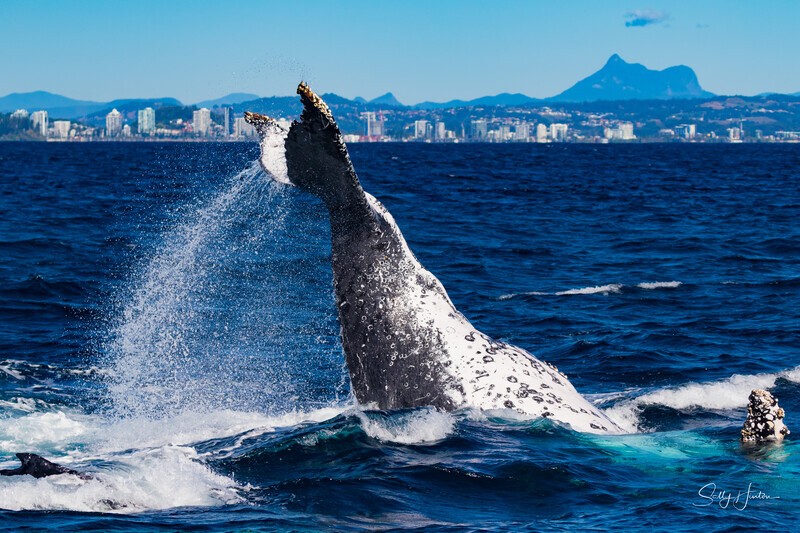 Mt Warning Peduncle Slap. 0A3A1000 - Humpback Whales