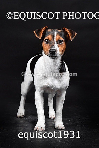 equiscot1931 - MARIS & CHIP