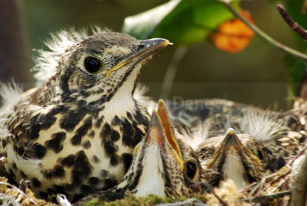 Mistle Thrush-juveniles - Wildlife