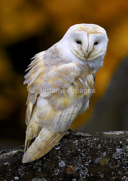 Barn Owl 1 - United Kingdom