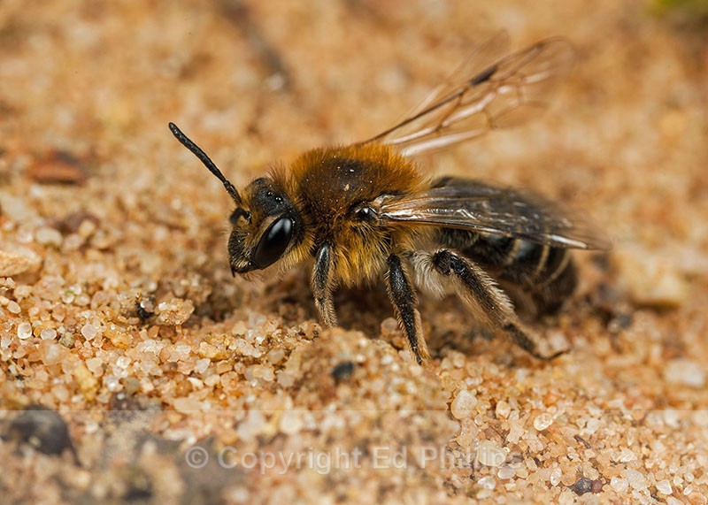 Andrena barbilabris (f) - Andrena barbilabris