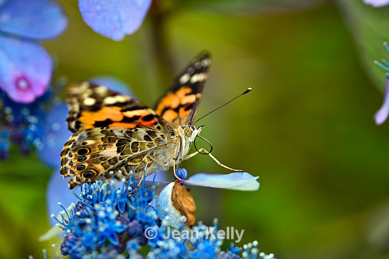 Painted Lady Butterfly - DSC_4623_00013 - Insects