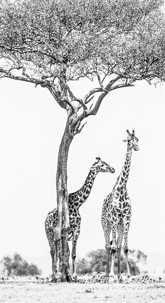 Masai Mara 100223_RLP109788 - Wildlife Fine Art