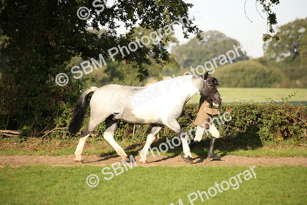 SBM_58662 - S51 - Piebald & Skewbald Horse In Hand
