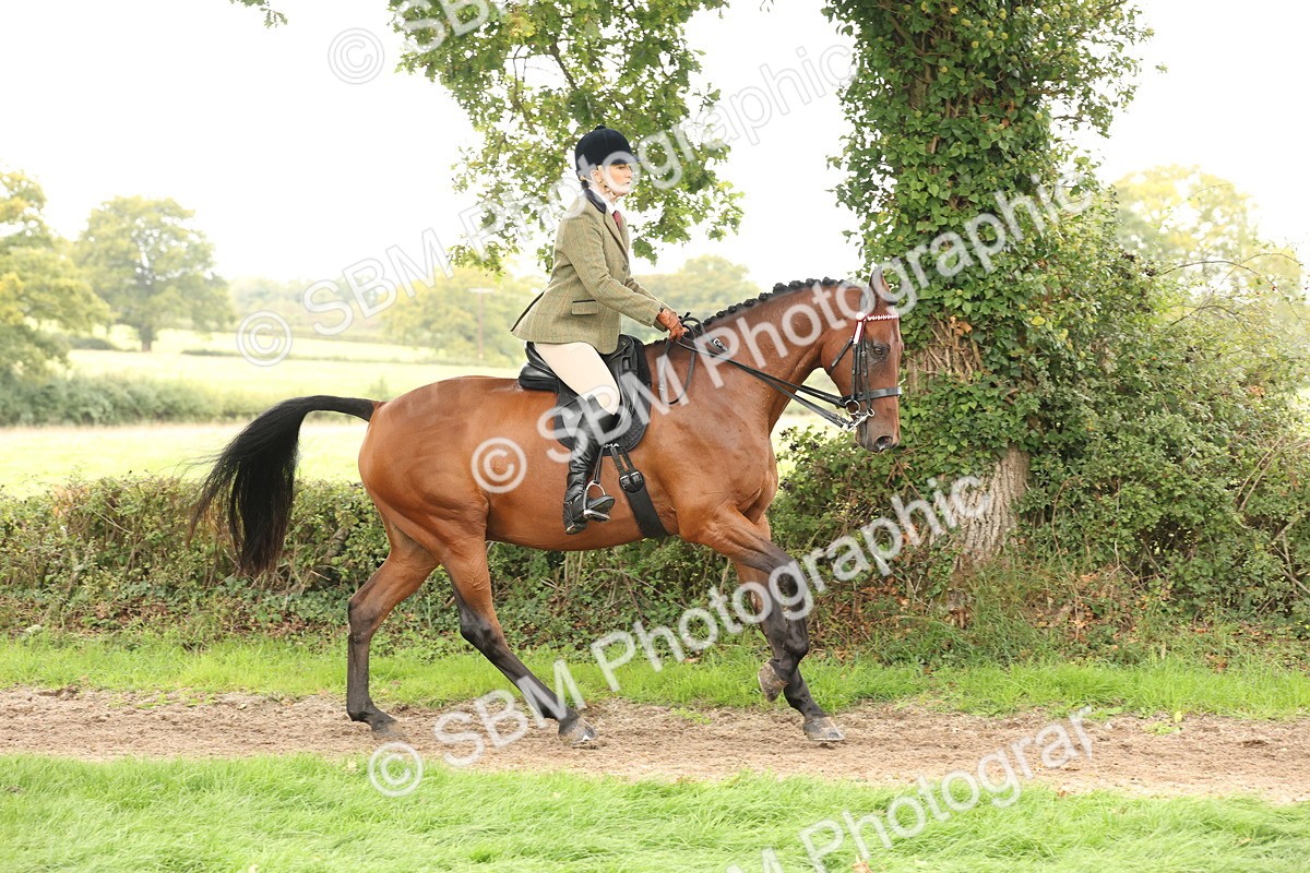 SBM_64202 - S65 - Riding Horse & Hack & Thoroughbred Ridden