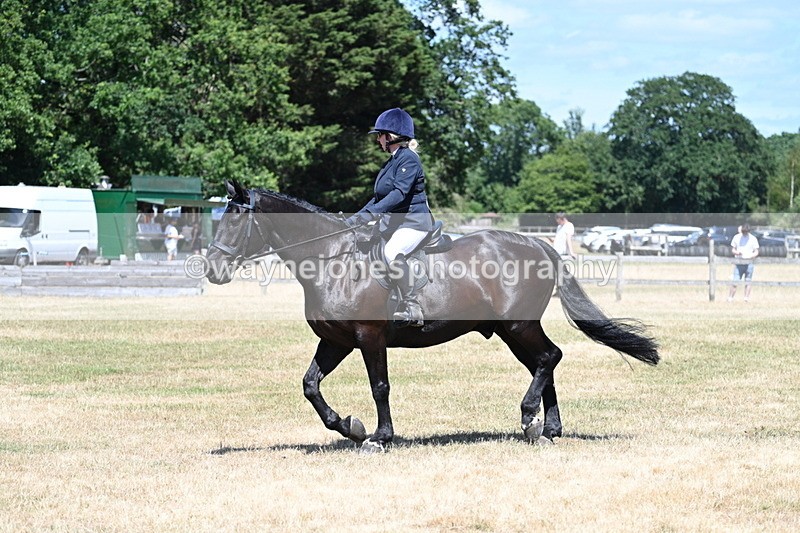 WJ7_2929 - Class 7 Riding Club Show Horse