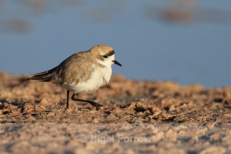 Puna Plover (adult) steps forward, Chaxa, Chile - Puna Plover