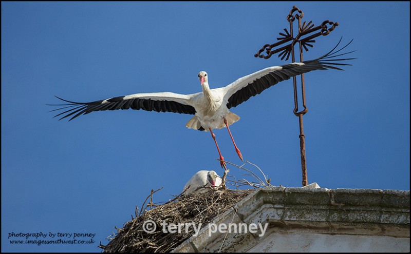  - Birds