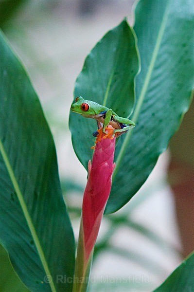  - Costa Rica