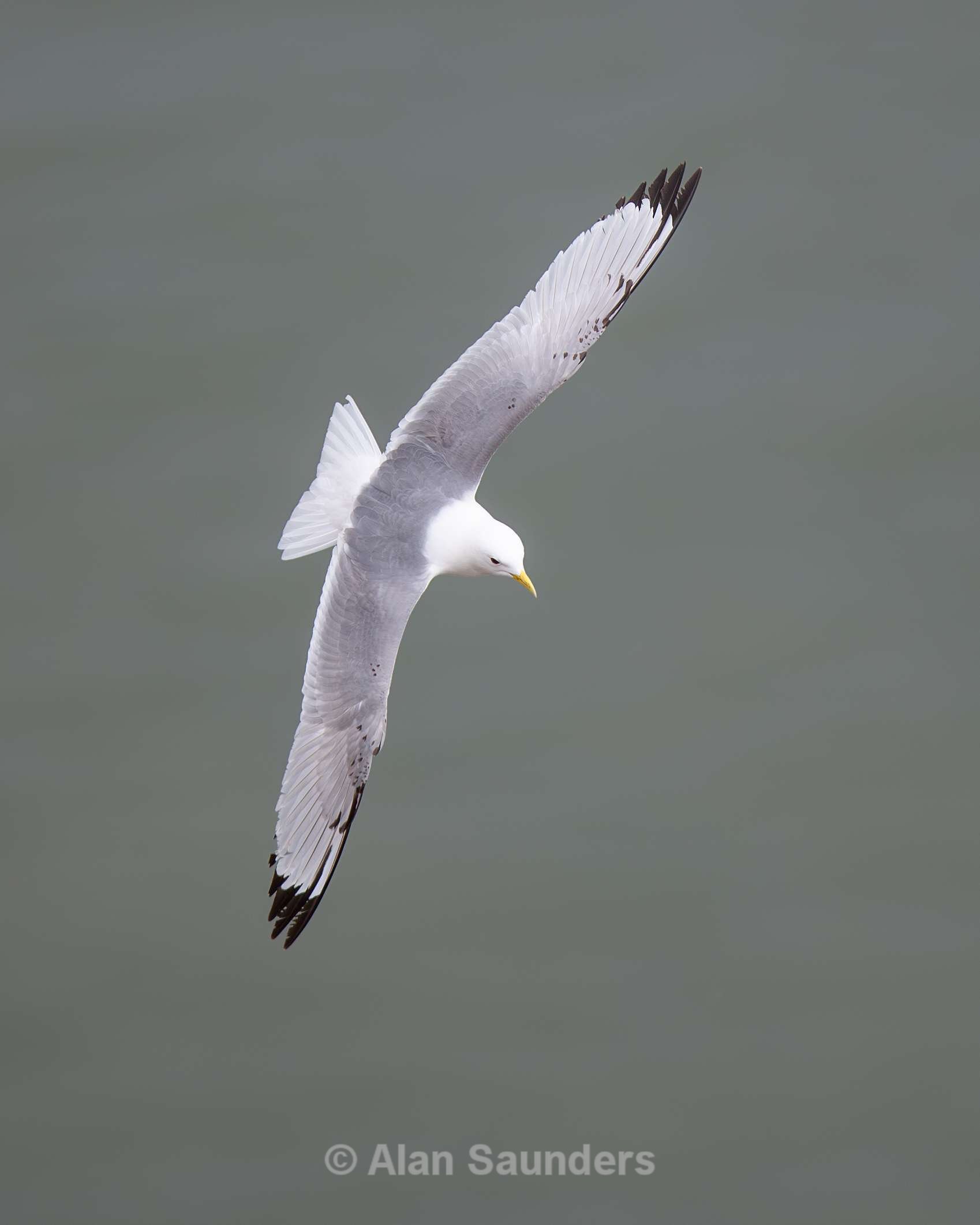 Black-Legged Kittiwake 1