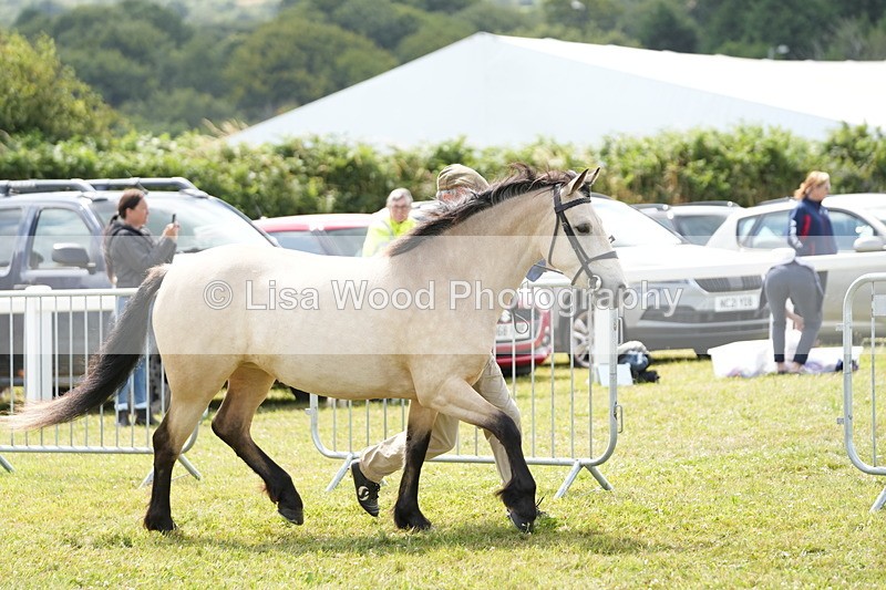 DSC05675 - Class 51: NPS M&M 4 years and over Large Breeds