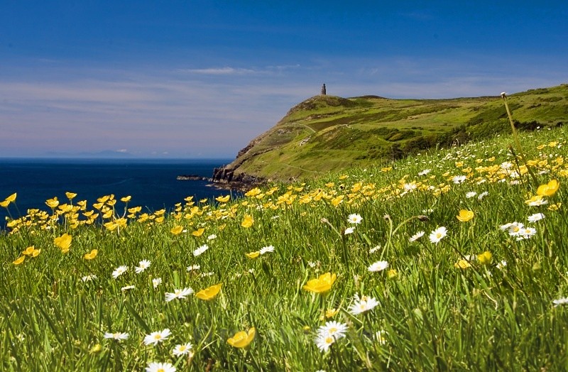 Buttercups and daisies - Land of Man