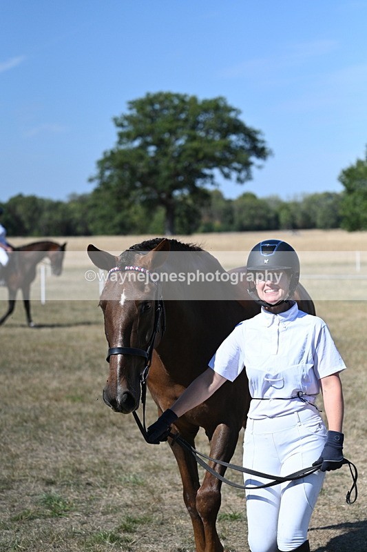 WJ7_1501 - Class 42 Most Handsome Gelding