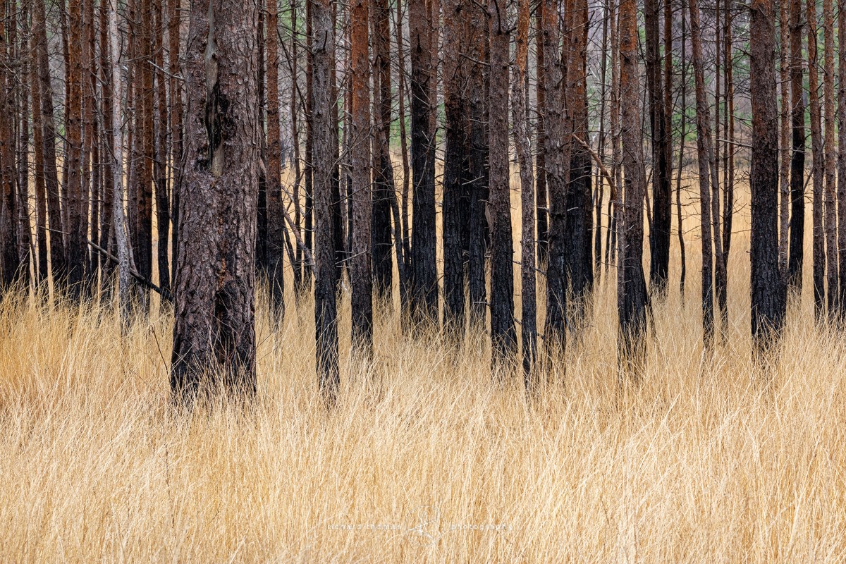 Licked by fire - Woodland