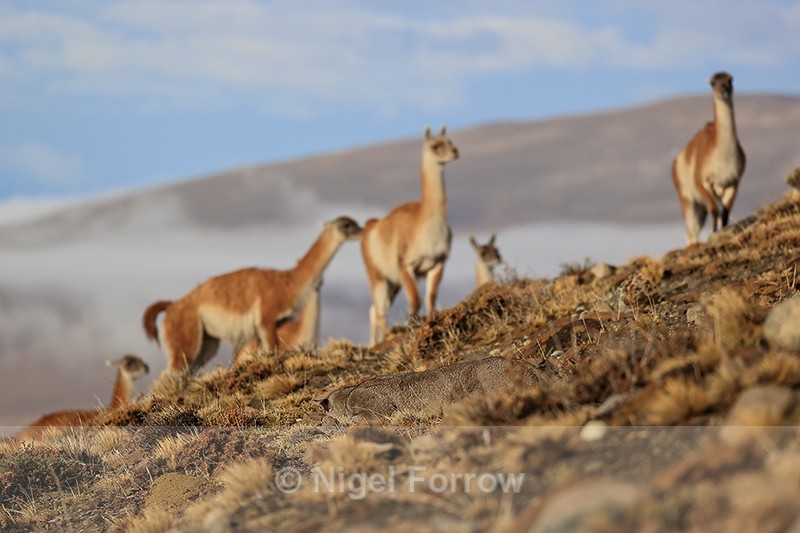 Puma Escacha waiting for Guanacos to approach, Torres del Paine, Chile - Puma