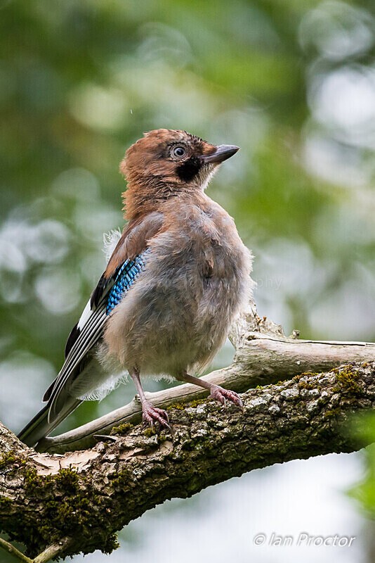 Juvenile Jay Portrait - Nature