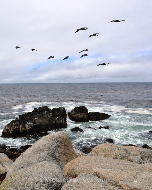 Birds In Flight - Nature as Art