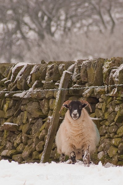 Sheltering from the Weather - Animals/ Wildlife