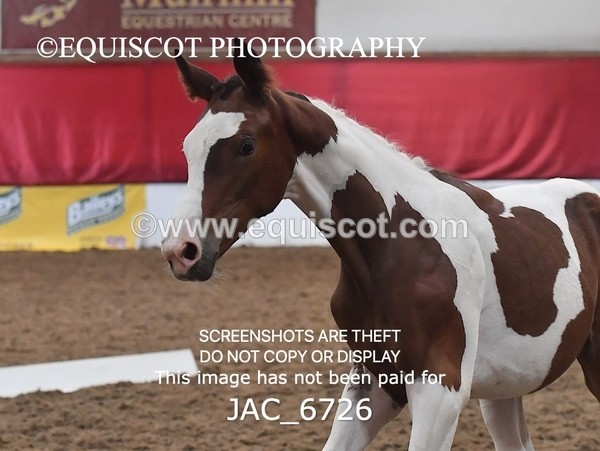 JAC_6726 - 15 Ziggy of Westoak
