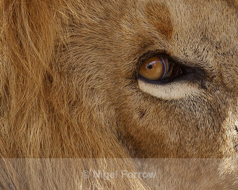 Ultra close-up of Lion - Lion