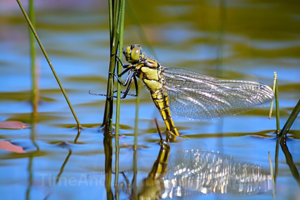 Female Black tailed skimmer - Dragonflies & Damselflies