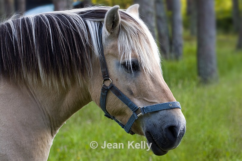 Horse - 0233 - Equine