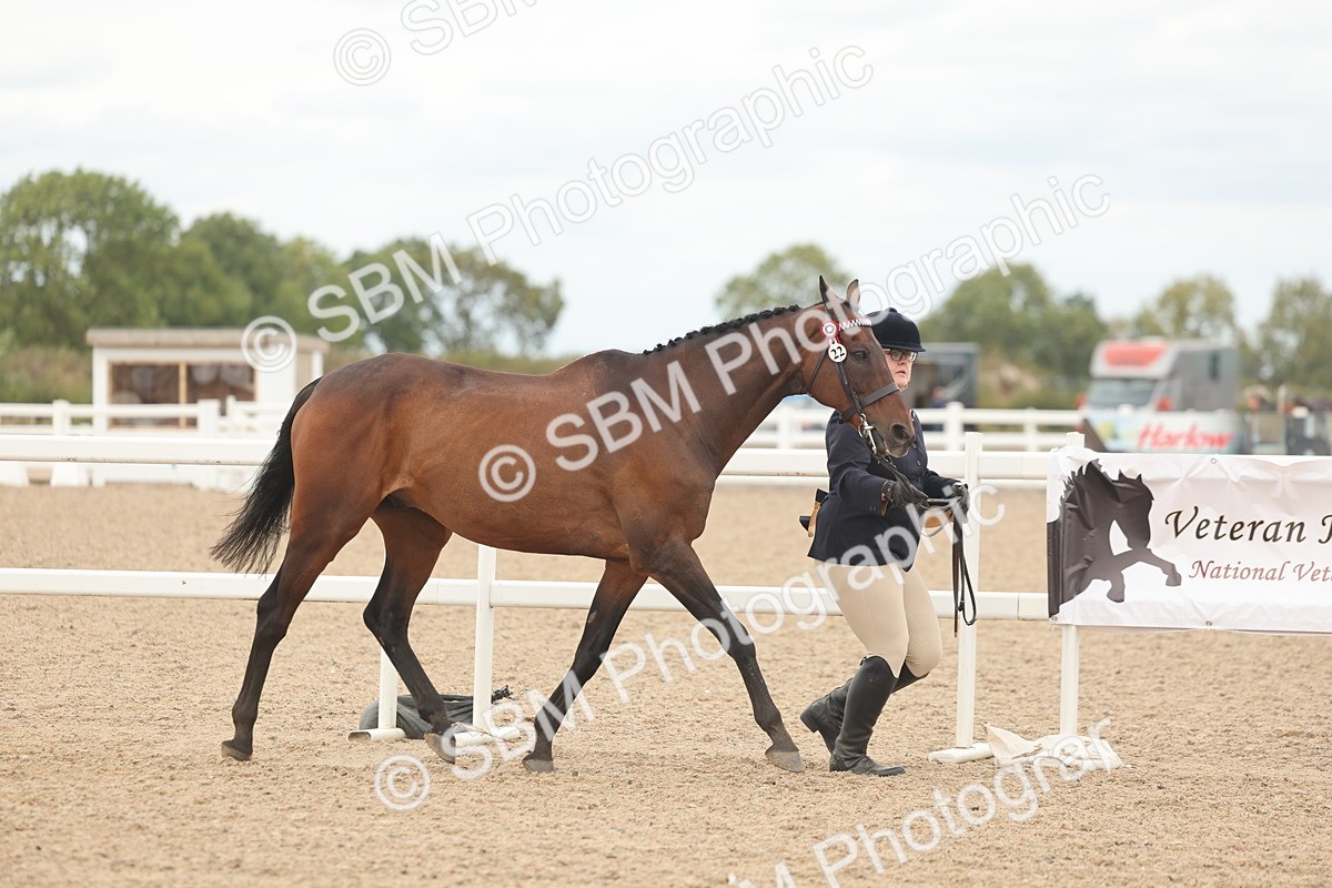 SBM_17063 - Class 313 - IH Retired Racehorse