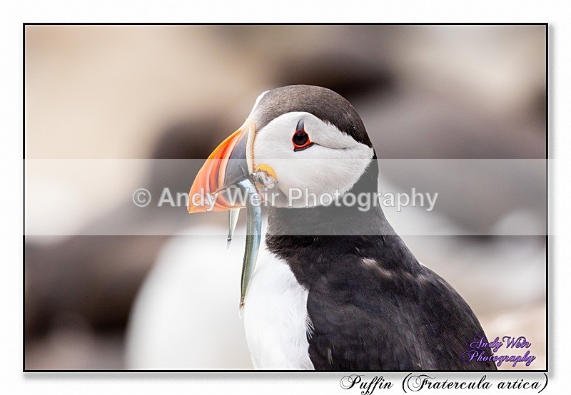 190604-untitled-8E0A4903-Edit - Puffin