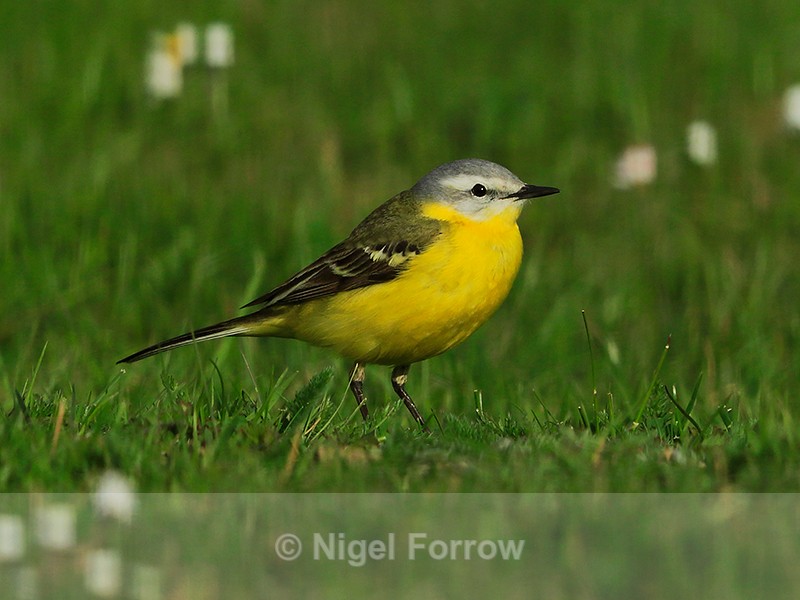 Channel Wagtail near the treatment works at Farmoor - Yellow Wagtail