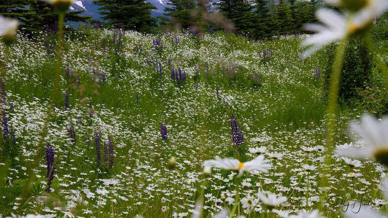 Wild Daisy Fields