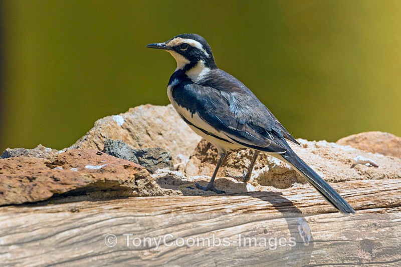 African Pied Wagtail - Mara North ~ Birds
