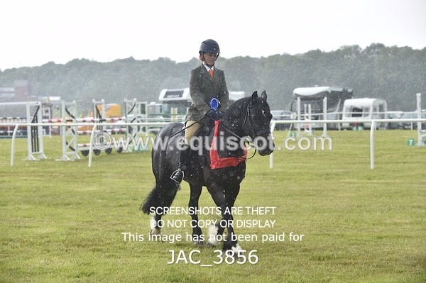 JAC_3856 - 65cm WORKING HUNTER