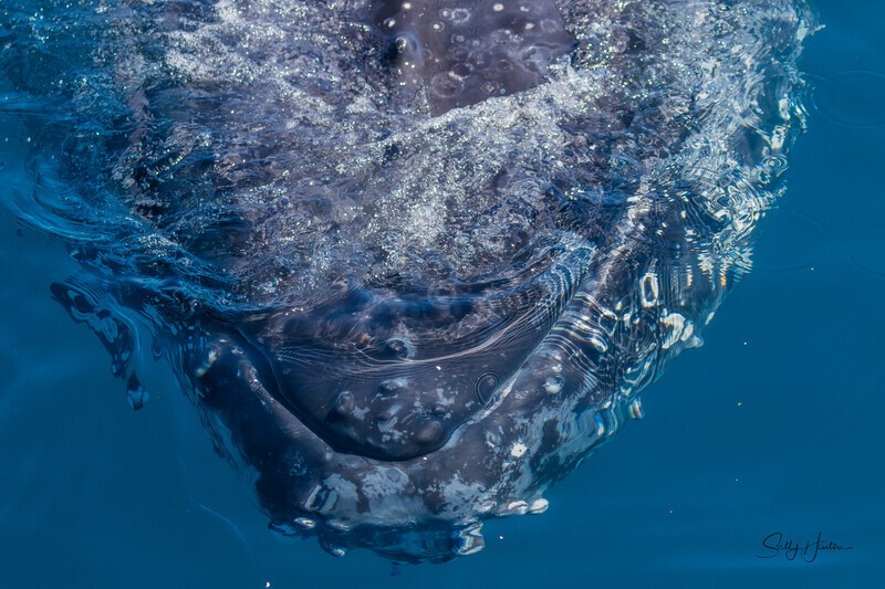Closeup 3 0A3A1009 - Humpback Whales