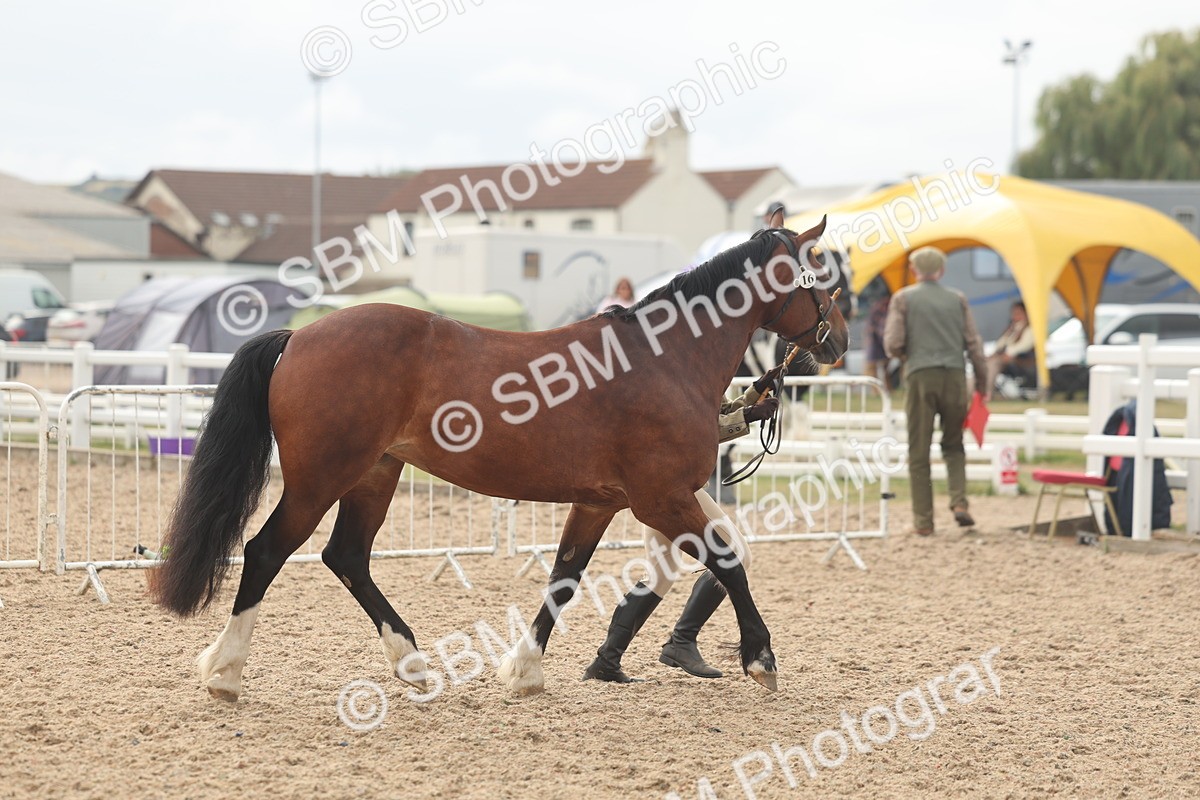 SBM_03217 - Class 16 - IH M&M Wildcard